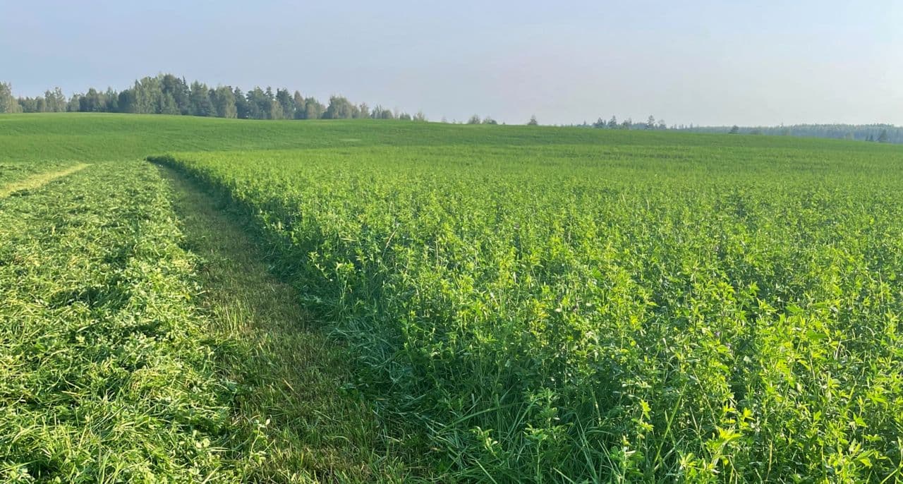 Baltic Agro lutserni segu