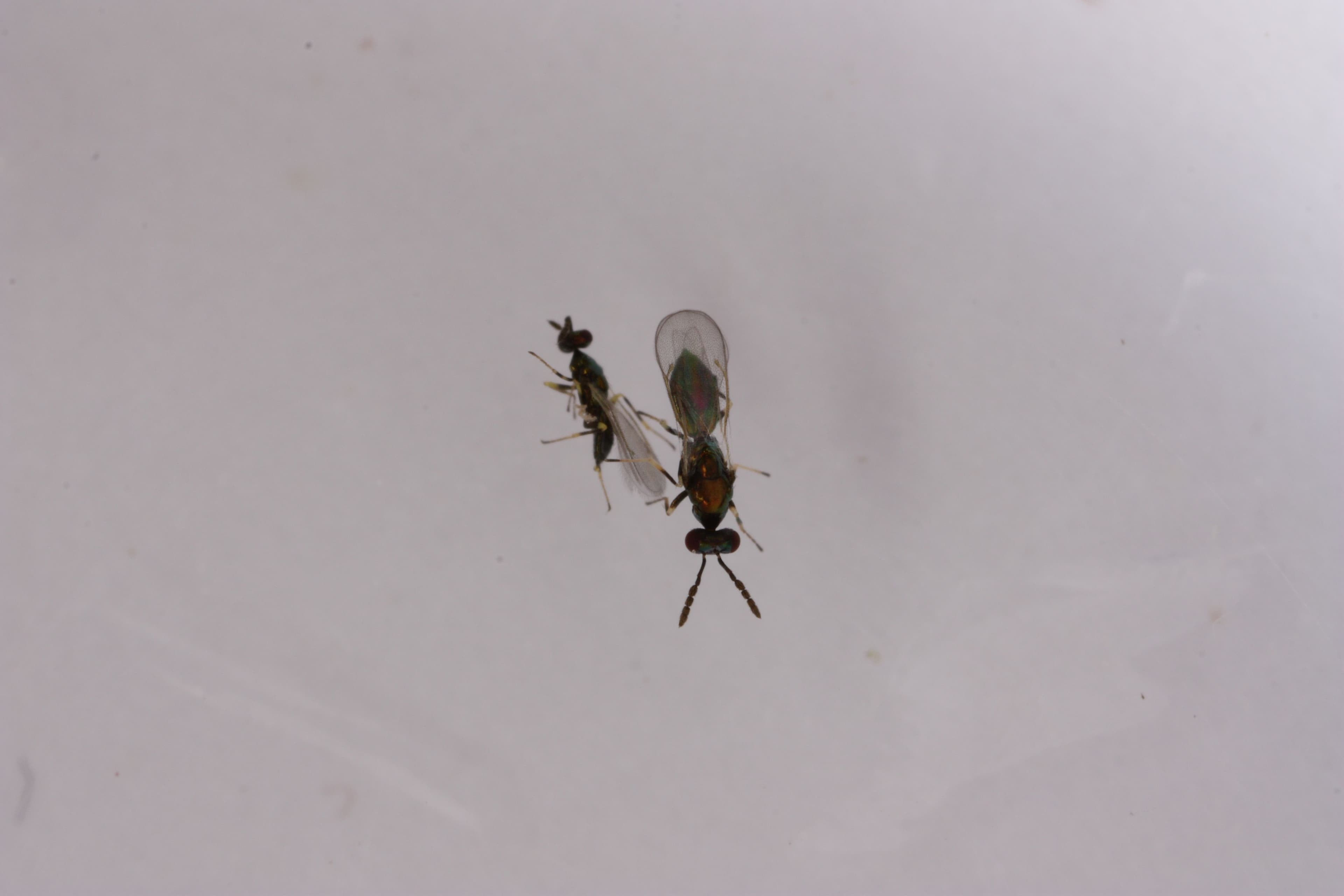 Diglyphus-isaea_jarmo_holopainen_5947_9449-foto.jpg