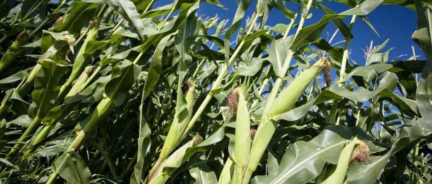 Maisisilo ratsioonis