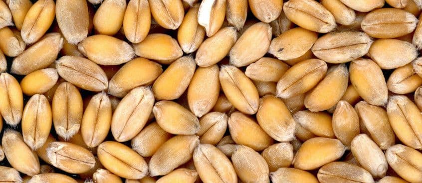 Suvivilja seemne puhtimine