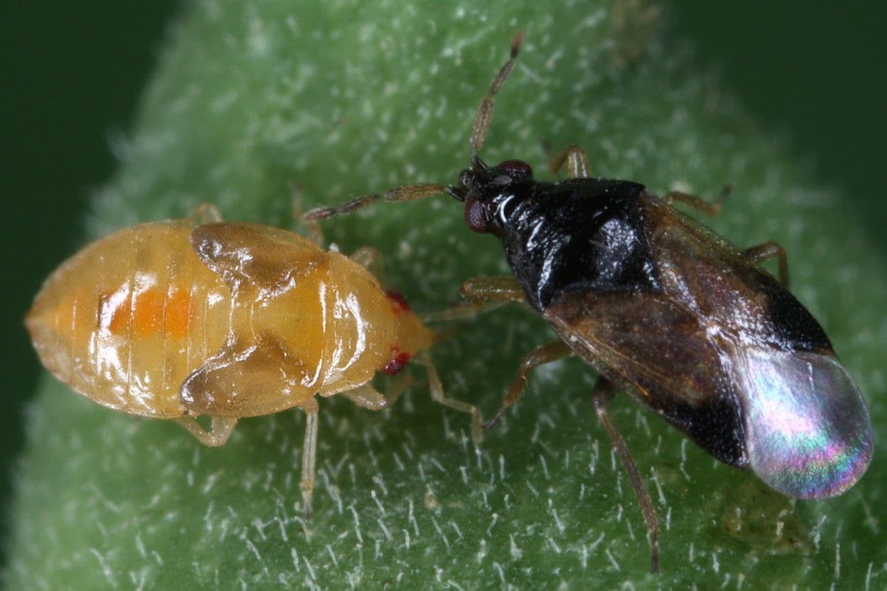 Orius laevigatus. Bioplanet.