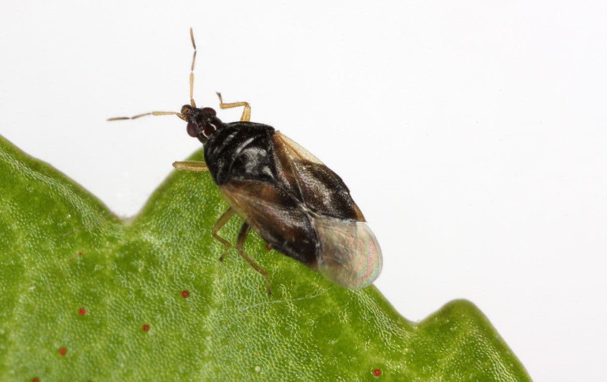Röövtoiduline lutikas Orius majusculus. oto: Jarmo Holopainen, Biotus OY.