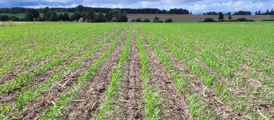 Sügisene lämmastikväetis