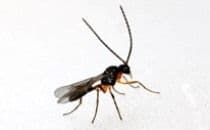 aphidius colemani Jarmo holopainen_4025-4027-4082_foto.jpg