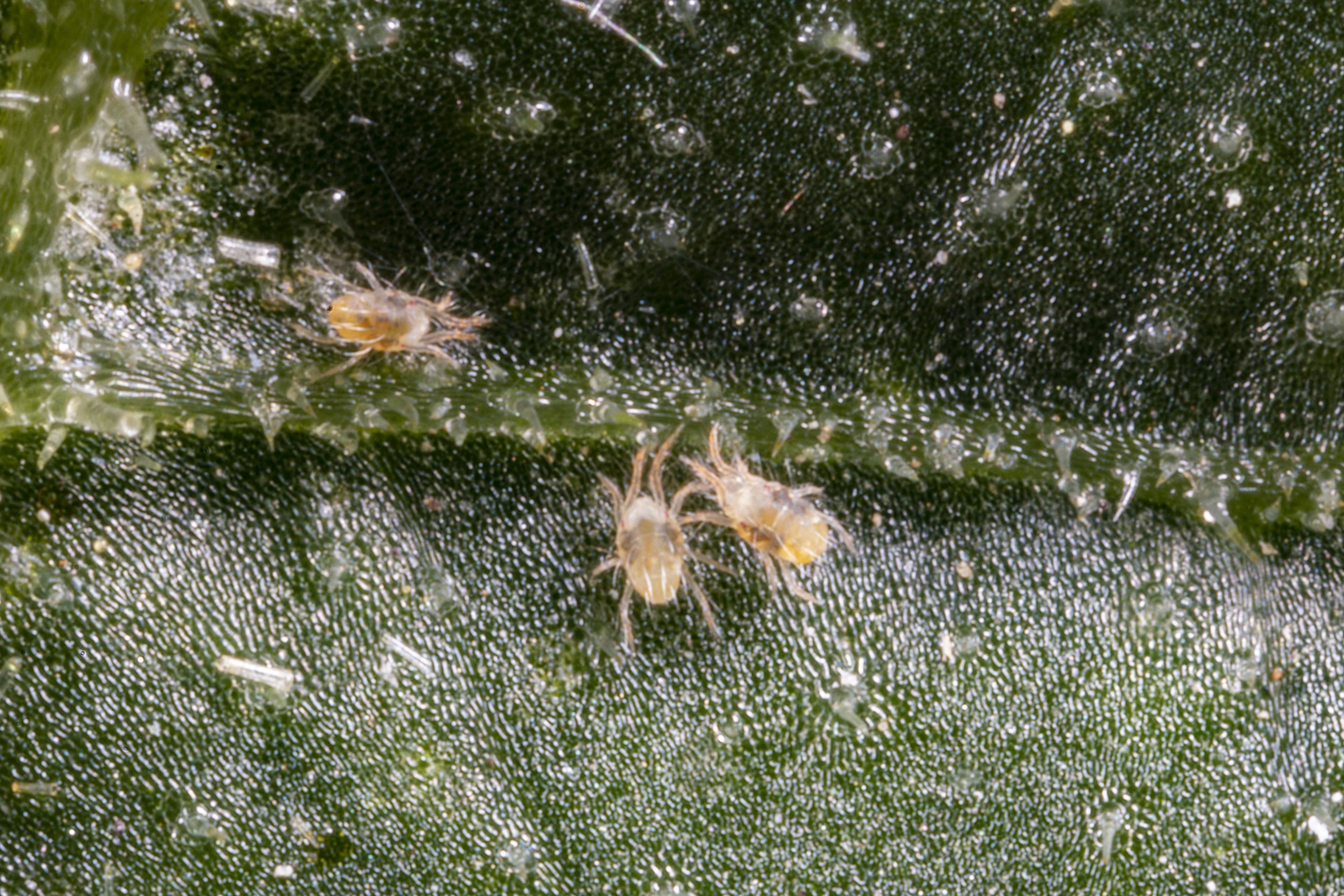 Punane kedriklest. Foto: Tetranychus Urticae Verastuchelova | Dreamstime.com