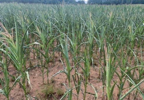 Olukord maisipõldudel