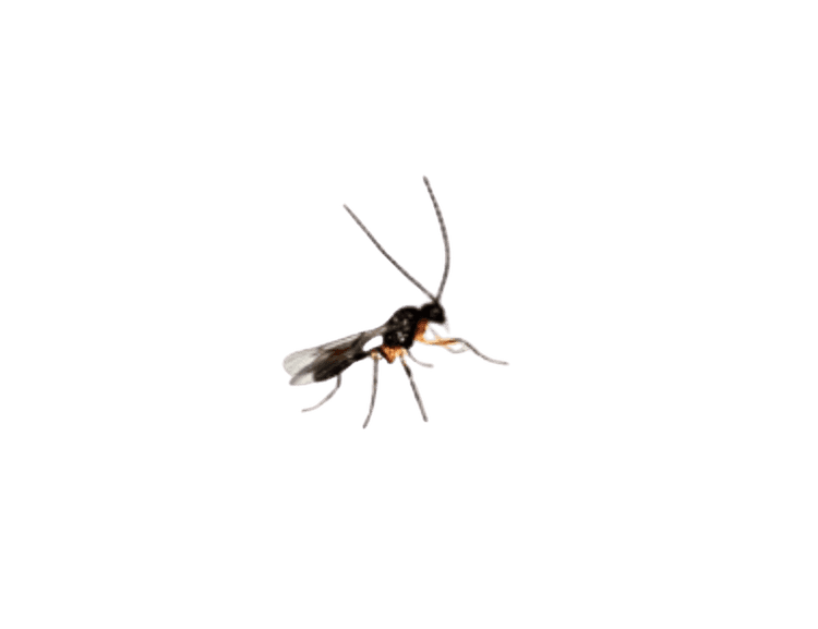 Aphidius colemani