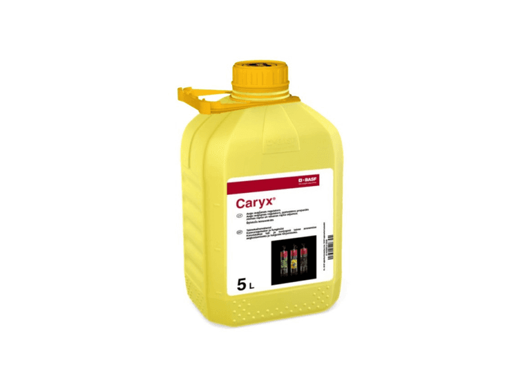 Caryx
