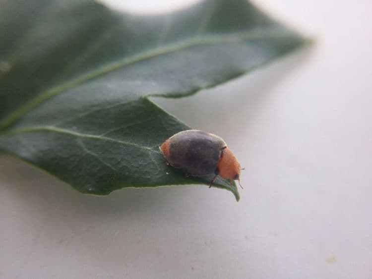 Cryptolaemus montrouzieri