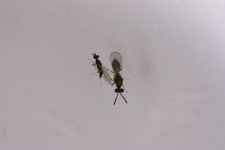 Diglyphus isaea
