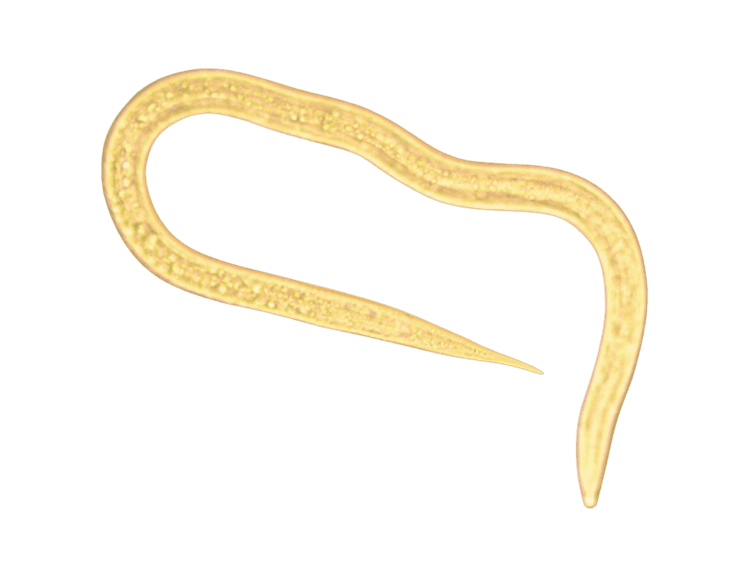 Steinernema feltiae