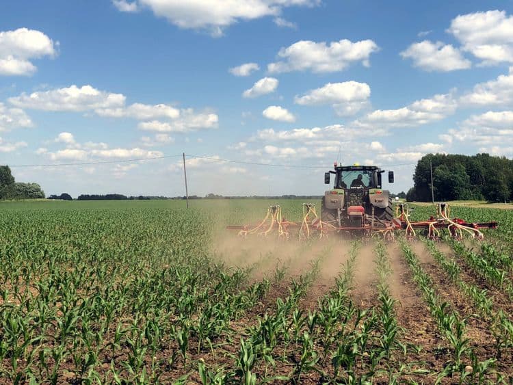 Maisi kasvuaegne vaheltharimine koos täiendväetamisega