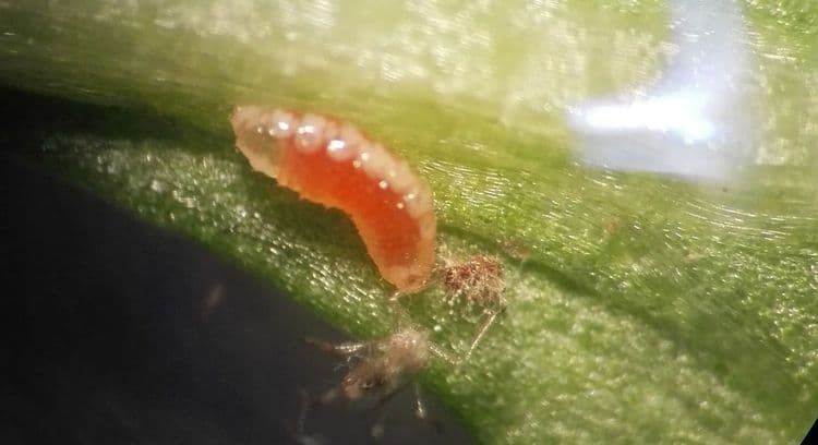 Aphidoletes aphidimyza