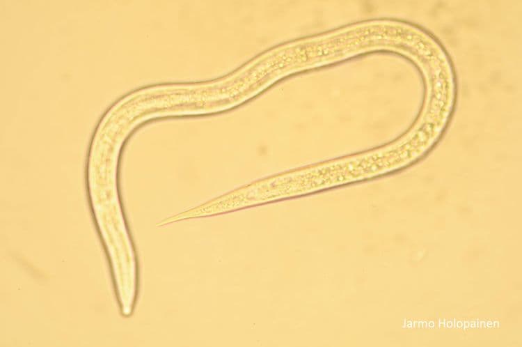 Steinernema carpocapsae