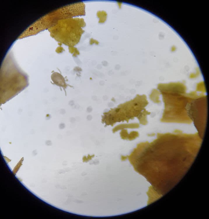 Amblyseius californicus