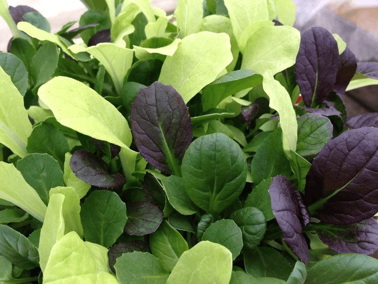 CN Salad Leaf Mix Pak Choi Color Crunch