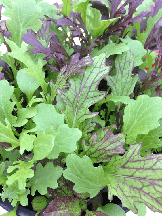 CN Salad Leaf Mix Tasty Mustard Mix