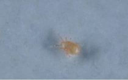 Neoseiulus cucumeris röövlest. Foto Jarmo Holopainen, Biotus.