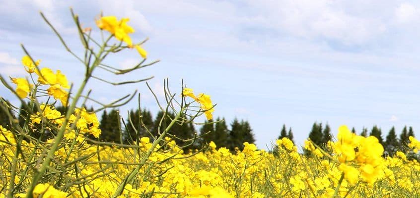 Haigustõrje talirapsil rohelise kõdra faasis