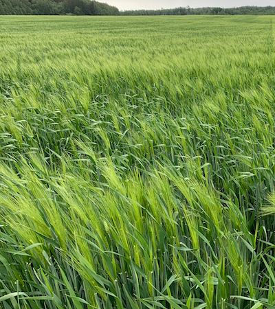 Talioder Wootan, 2019 mai