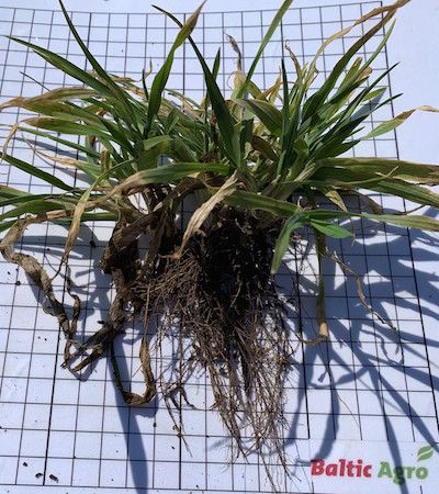 Talioder Wootan, Kuusiku 2019 kevadel