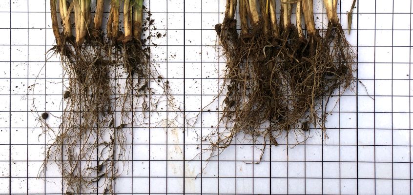 Puhtimine. Visuaalne erinevus