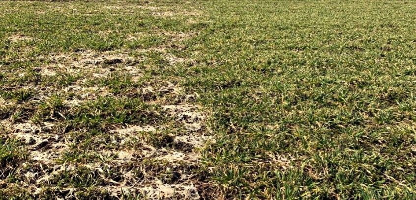 Vasakul Inputiga töötlemata, paremal pritsitud põld