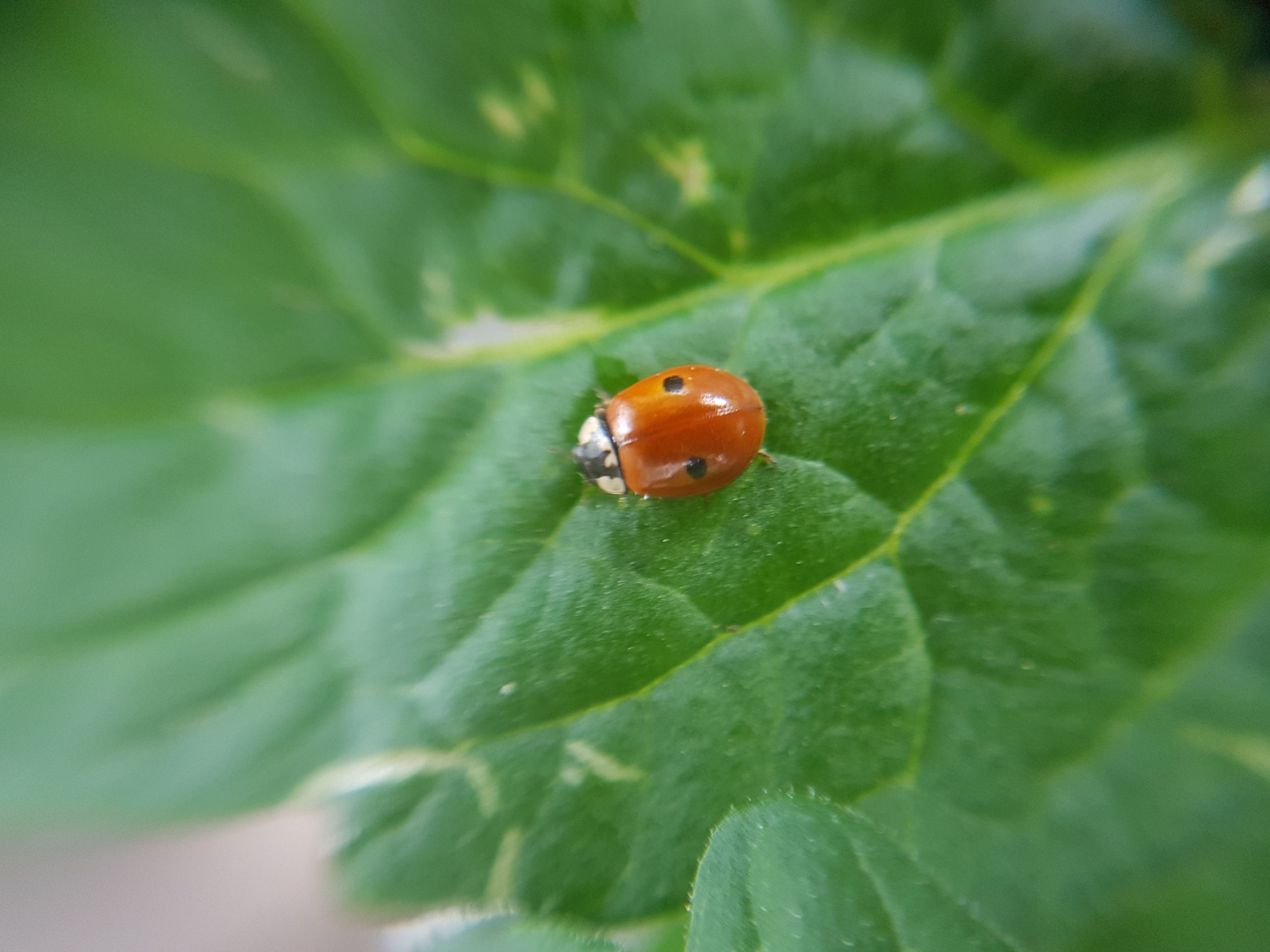 Adalia bipunctata lepatriinu. Foto Katrianna Leino Biotus.