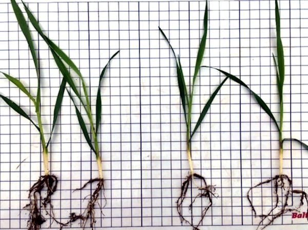 BioStartiga töödeldud ja kontrolltaimed