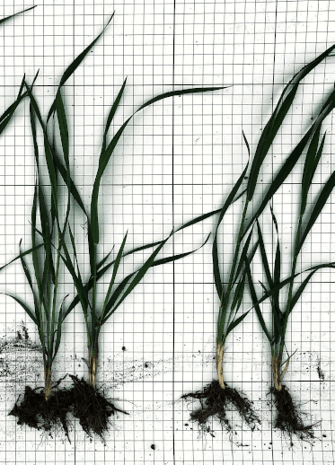 BioStartiga puhitud seemnel tugevam juurestik