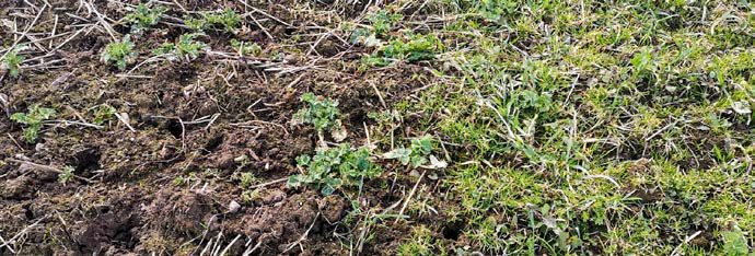 Katse herbitsiidiga Centurion Plus