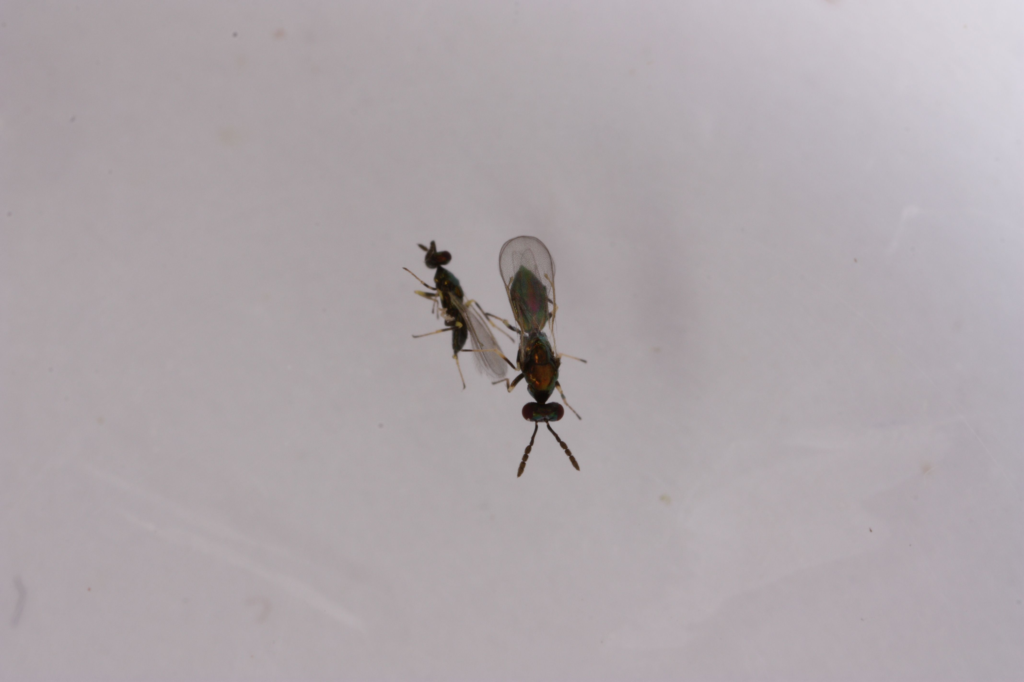 Diglyphus isaea kiletiivaline parasitoid. Foto Jarmo Holopainen, Biotus.