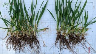 Vasakul Dr. Green Prime variandi taimed, paremal kontrollvariandi taimed.