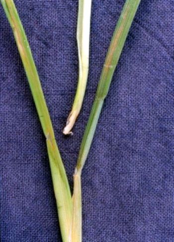 Grupi 1 herbitsiidide mõju