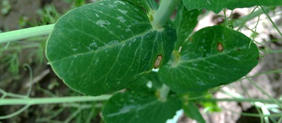 Šokolaadilaiksus põldoal