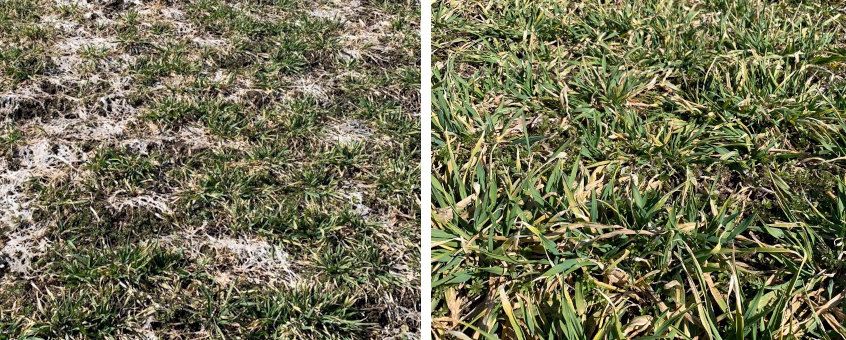 Input kaitseb talvel lumiseene eest