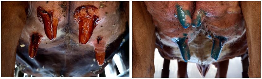 Lüpsijärgsed nisadeso vahendid