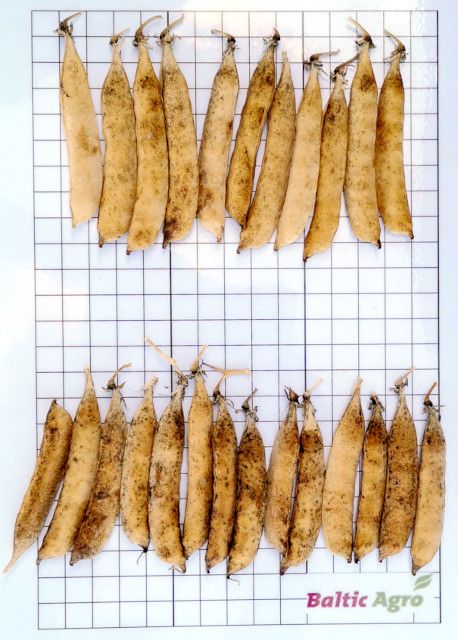 Katsetulemus. Phylgreen B-Mo ja Tradebor Mo