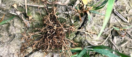 Rexade mõju kesalillele