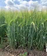 Suvioder Katnissi taimed katsealal