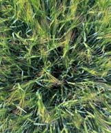 Suvioder Katnissi taimed katsealal