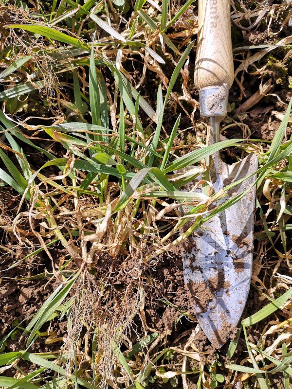 Talinisul on 3-5 võrset