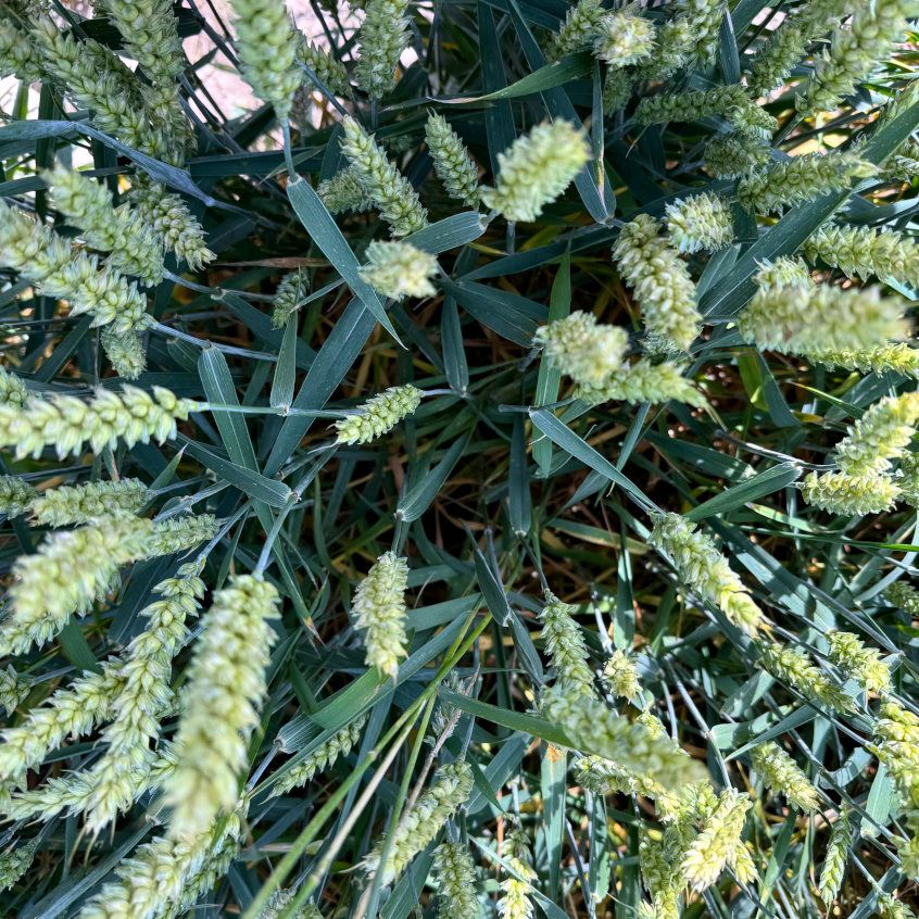 Talinisu Ahoi oli hea talvituja