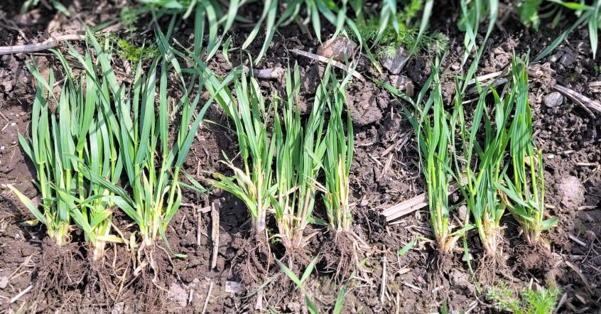 Taliodra sordikatse taimed 1. mail