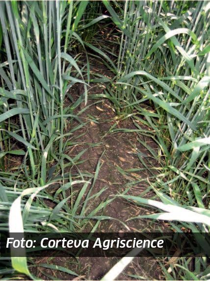 Tomboga pritsitud põld