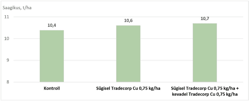 Vase mõju talinisu saagikusele