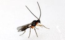 Aphidius colemani. Foto Jarmo Holopainen, Biotus.