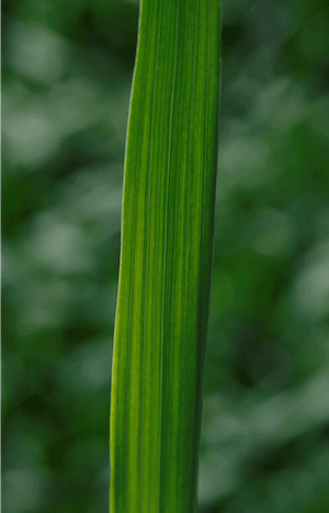 Leheanalüüsid toitainete määramiseks