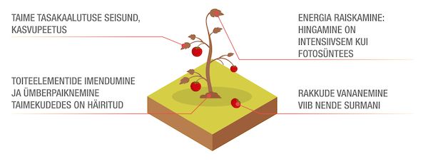 Kuuma- ja kuivastressi mõju taimedele