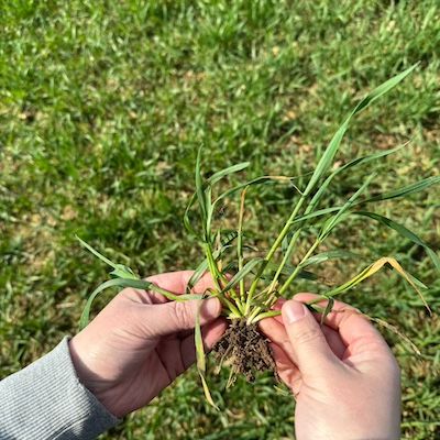 Talinisu Informer taimedel kuni 9 võrset. Apill 2024.